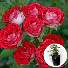 Троянда штамбова Ruby Star в горщику 5 л