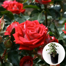 Роза в горшке Ruby Star 5 л