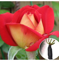 Троянда Rubyella (Рубелла)