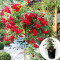 Роза штамбовая Scarlet Meillandecor в горшке 5 л