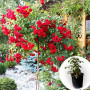 Троянда штамбова Scarlet Meillandecor в горщику 5 л