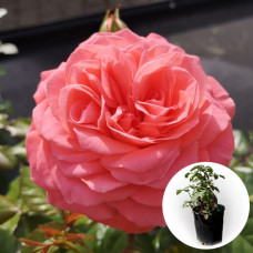 Роза в горшке Schackenborg 5 л