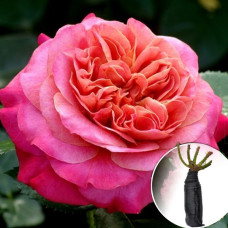 Троянда Sourire de Deauville (Сурір де Довіль)