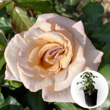 Троянда горщику Stephen Rulo 5 л