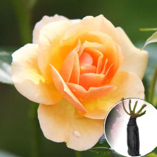 Троянда Surprise (Сюрприз)