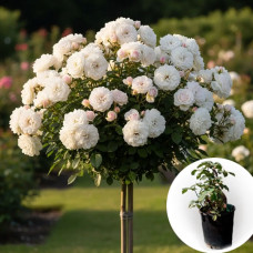 Троянда штамбова Swany в горщику 5 л