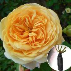 Троянда Teasing Georgia (Тізінг Джорджія)