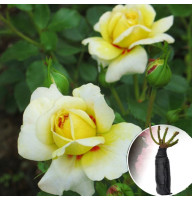 Роза The Sun and the Heart (Зе Сан энд зе Харт)