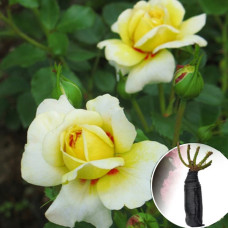 Роза The Sun and the Heart (Зе Сан энд зе Харт)