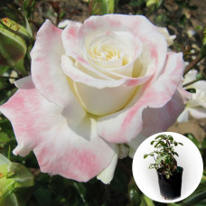 Роза в горшке Titanic 5 л