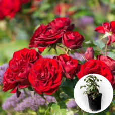 Роза в горшке Tornado 5 л