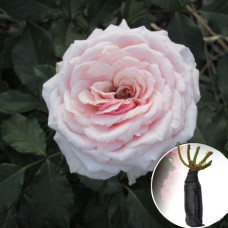 Роза Tsumugi (Цумуги)