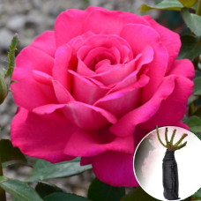 Троянда Velasquez (Веласкес)