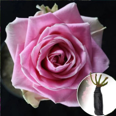 Троянда Vem (Вем)