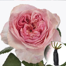 Троянда Victorian Pink (Вікторіан Пінк)