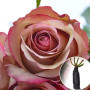 Роза Vintage (Винтаж)