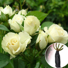 Троянда Vivian (Вівіан)