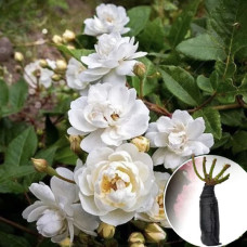 Троянда Waterloo (Ватерлоо)