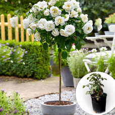 Троянда штамбова Wedding Piano в горщику 5 л