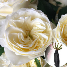 Троянда White Vuvuzela (Вайт Вувузелла)