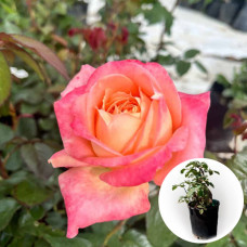 Троянда в горщику Yankee Doodle 5 л