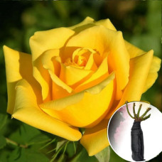 Троянда Yellow Mondial (Елоу Мондіаль)