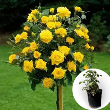 Троянда штамбова Yellow doll в горщику 5 л
