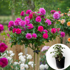 Троянда штамбова Yves Piaget в горщику 5 л