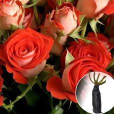 Троянда Zodiac (Зодіак)