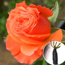 Троянда Аlegria (Алергія)