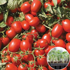 Розсада Томат Адванс F1 1 шт (касетна)