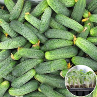 Розсада Огірок Аякс F1 1 шт (касетна)