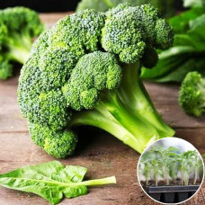 Розсада Капуста броколі Айронмен 1 шт (касетна)