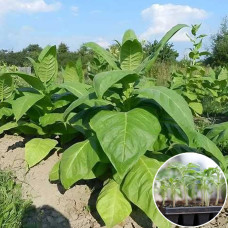 Розсада Тютюн Амерікан 26 1 шт (касетна)