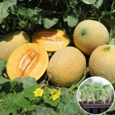 Розсада Диня Ананас 1 шт (касетна)