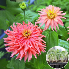 Рассада Циния Априори 1 шт (касетная)