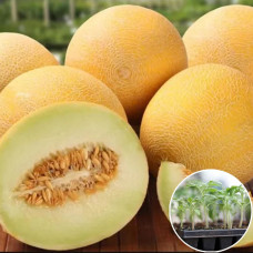 Розсада Диня Армонія 1 шт (касетна)