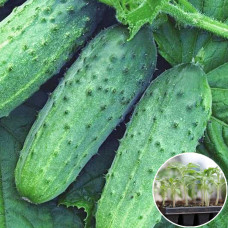 Розсада Огірок Атлантіс F1 1 шт (касетна)