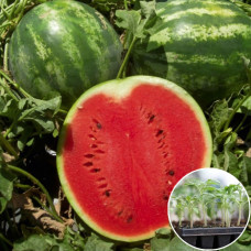 Розсада Кавун АУ Продюсер 1 шт (касетна)