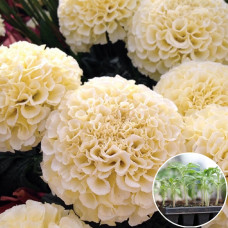 Рассада Чорнобривці Біла куля 1 шт (касетная)