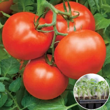 Розсада Томат Бобкат F1 1 шт (касетна)