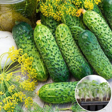 Розсада Огірок Бодіна F1 1 шт (касетна)