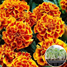 Рассада Чорнобривці Болеро 1 шт (касетная)