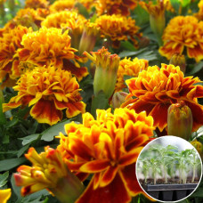 Рассада Чорнобривці Боніто Кармен 1 шт (касетная)