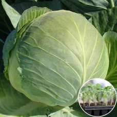 Розсада Капуста білоголова Бригадир 1 шт (касетна)