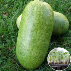 Розсада Кавун Чарльстон Грей 1 шт (касетна)