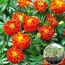 Рассада Чорнобривці Червона брокада 1 шт (касетная)