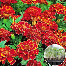 Рассада Чорнобривці Черрі Леді 1 шт (касетная)