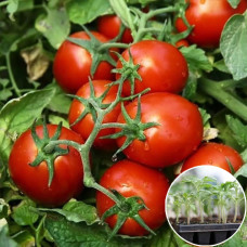 Розсада Томат Чіблі F1 1 шт (касетна)