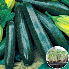 Розсада Кабачок Чорний красень 1 шт (касетна)